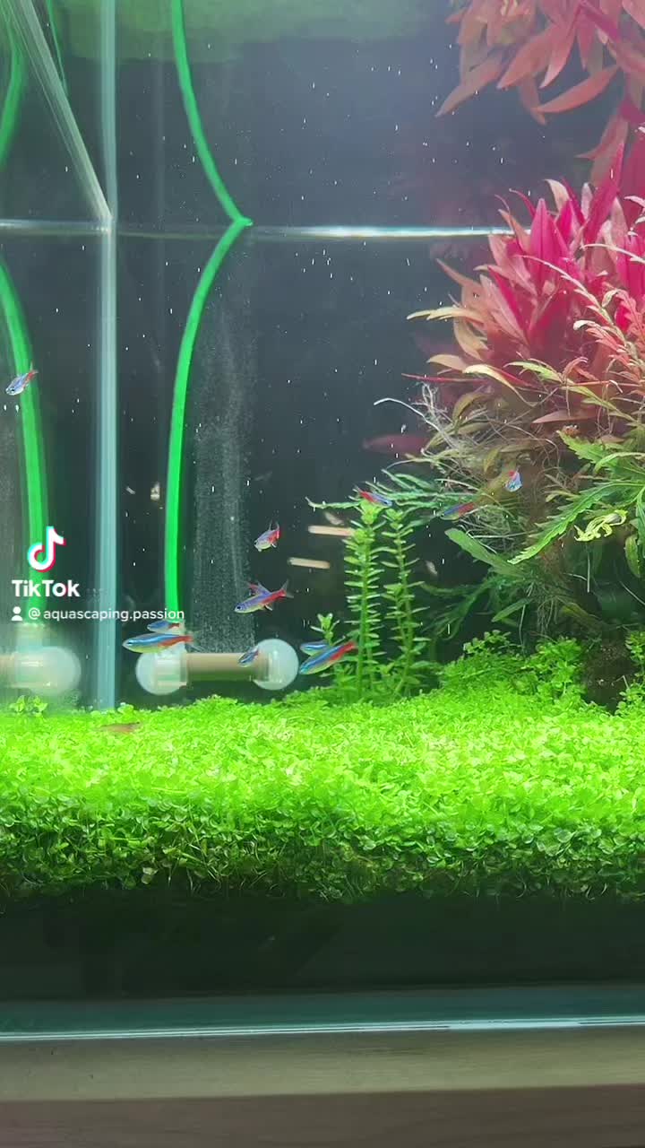 TikTok video by @aquascaping.passion