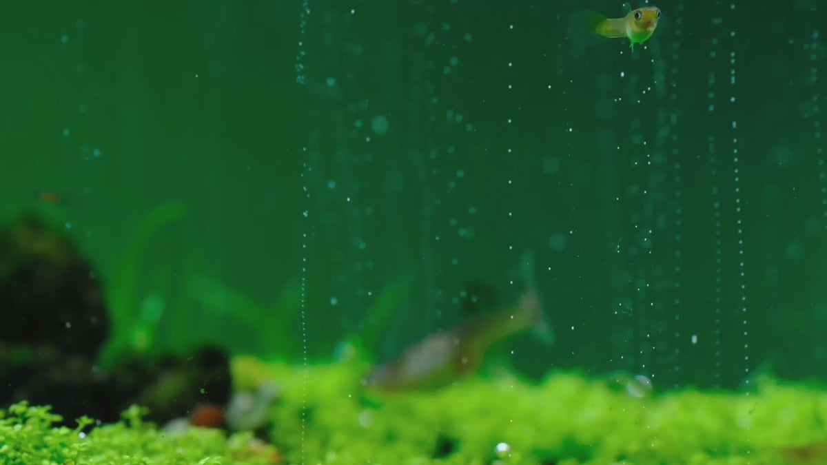 Load video: Carpets need CO2: low, dense plants filling in under steady CO2